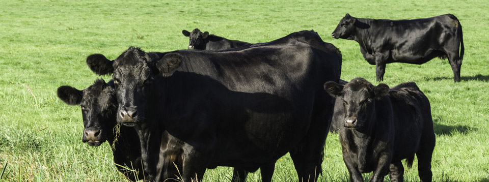 Black Angus Beef Cattle standing in green pasture