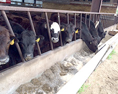 Row of Lim-Flex Beef Eating